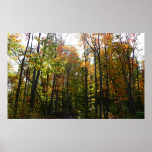 Affiches Sunlit Fall Forest Paysage d'automne
