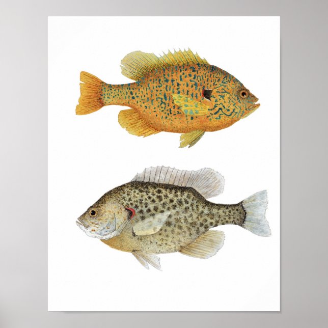 Affiches Sunnies (Devant)