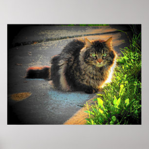 Affiches Sunny and Cold Grumpy Angel Cat by djoneill