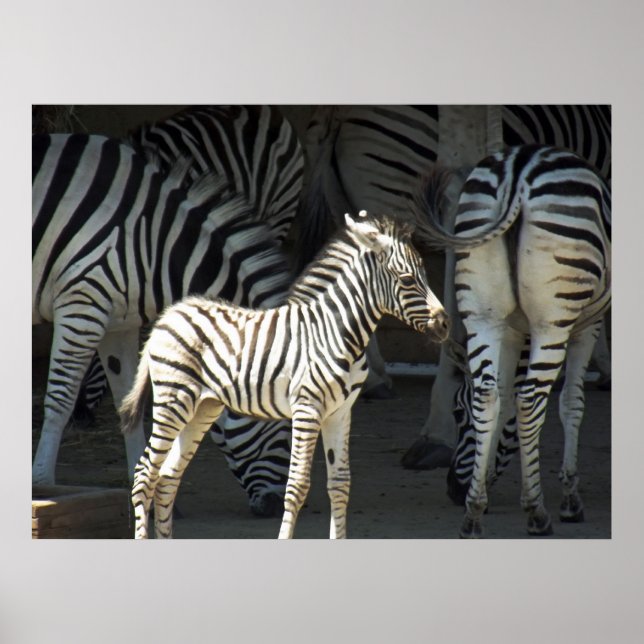Affiches Sunny Zebra (Devant)