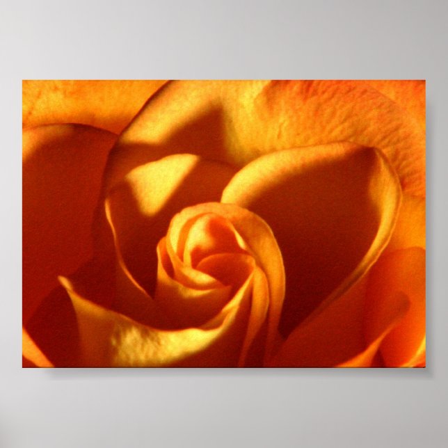 Affiches Sunset Rose Belle photographie de la nature (Devant)
