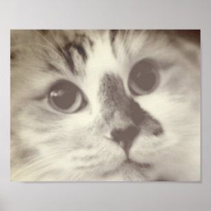 Affiches SUPER CUTE Chat Closeup Portrait Photographie