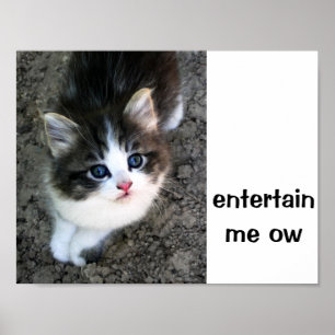 Affiches SUPER CUTE Kitten Personnalisable