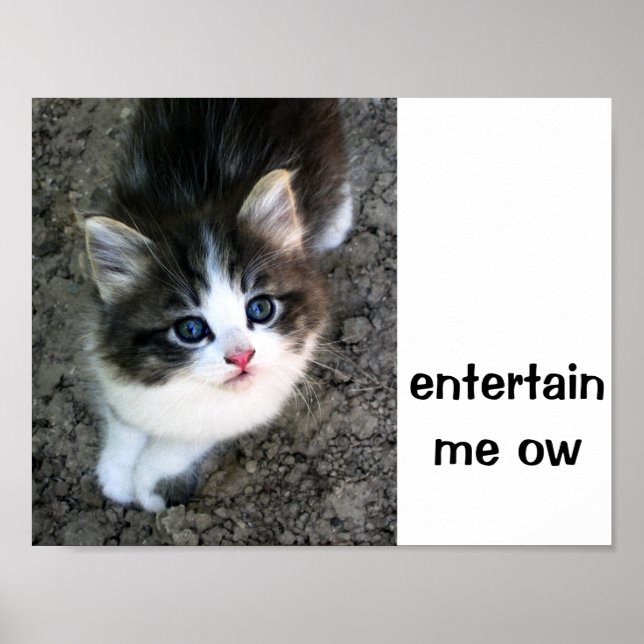 Affiches SUPER CUTE Kitten Personnalisable (Devant)