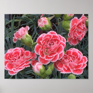Affiches Superbe Dianthus