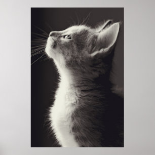 Affiches Superbe jeune chaton vue latérale portrait regarda