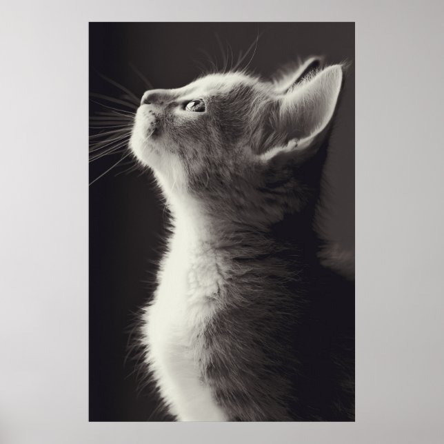 Affiches Superbe jeune chaton vue latérale portrait regarda (Devant)
