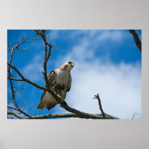 Affiches Sur la chasse 36" x 24", papier d'affiche de