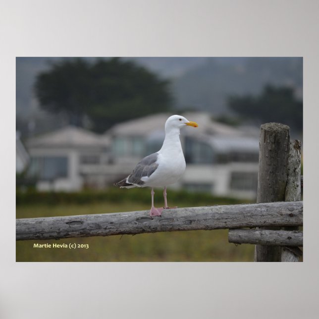Affiches Sur la clôture (Devant)