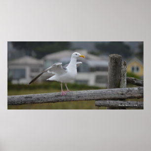 Affiches Sur la clôture II - Poster/Imprimer