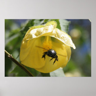 Affiches Sur la recherche