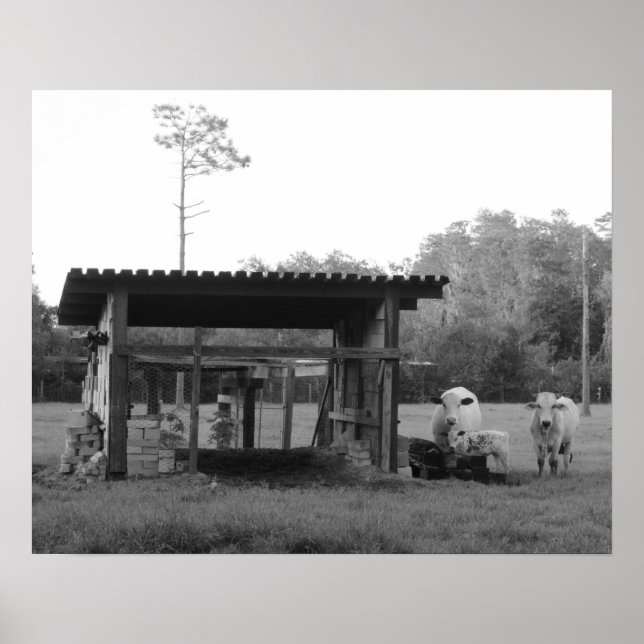 Affiches Sur le Ranch - - Vaches - Noir et Blanc (Devant)