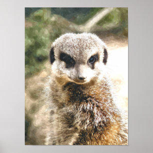 AFFICHES SURICATE