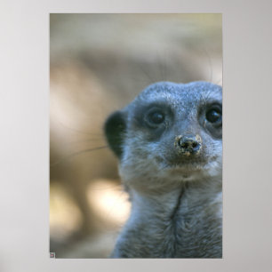 Affiches Suricate drôle