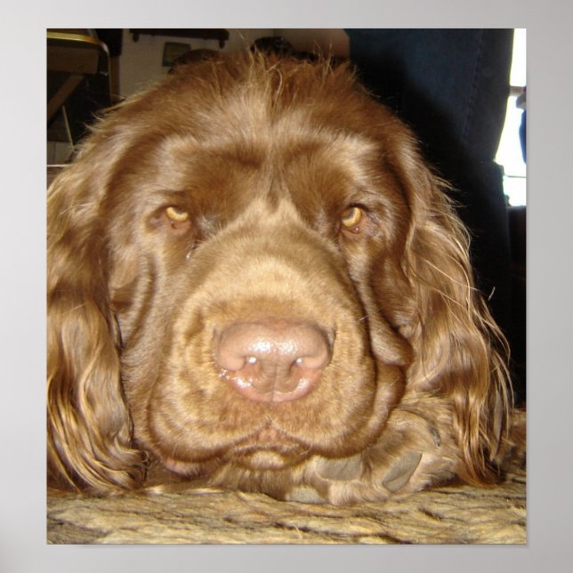 AFFICHES SUSSEX RÉFLÉCHI (Devant)