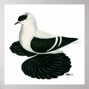 Affiches Swallow Pigeon Saxon Black White Bar