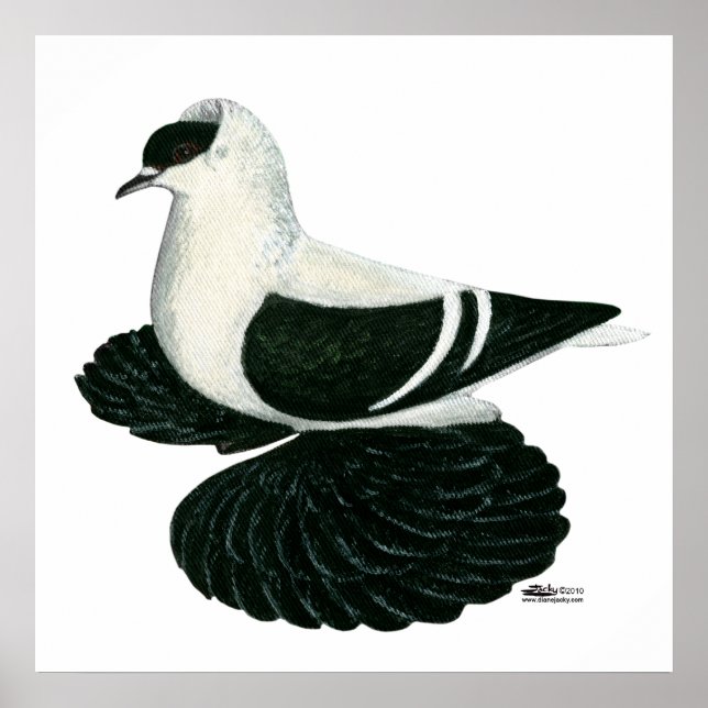 Affiches Swallow Pigeon Saxon Black White Bar (Devant)