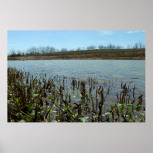 Affiches Swampy Scape