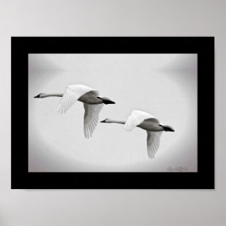 Affiches Swan Duo