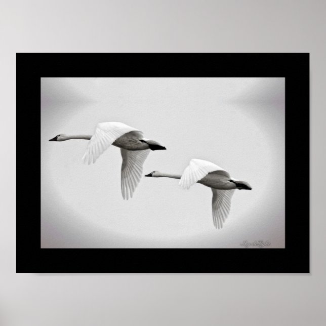 Affiches Swan Duo (Devant)