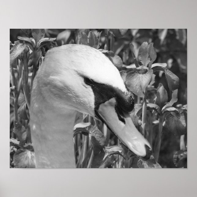 Affiches Swan Irises Animal Black Blanc Imprimer (Devant)