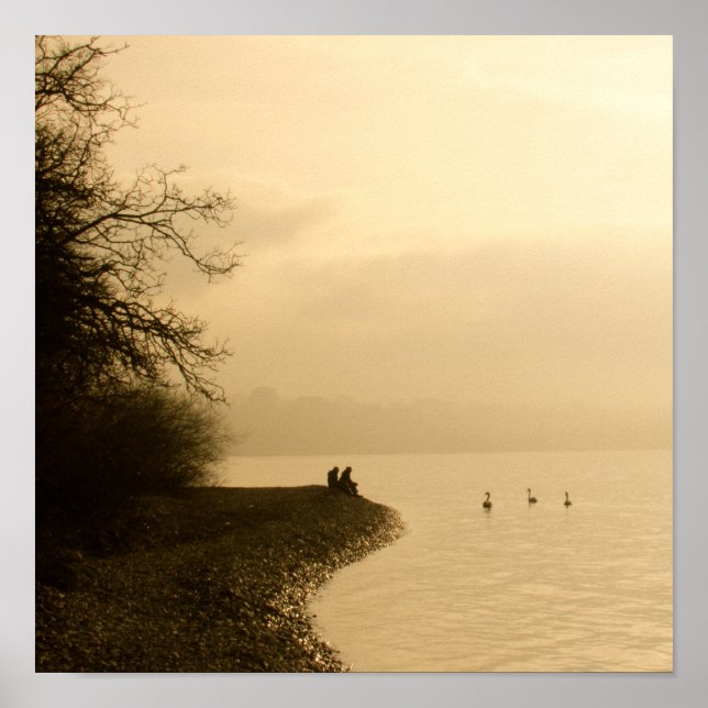 Affiches Swans sur un lac (Devant)