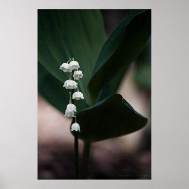 Affiches Sweet Bells Print (Devant)