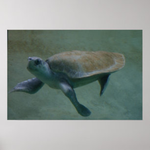 Affiches Swimmin