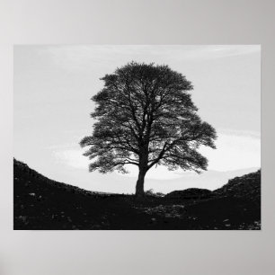 Affiches Sycamore Gap Poster/Print