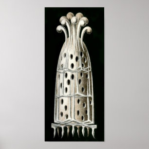 Affiches Sycandra compresseur, Ernst Haeckel Fine Art