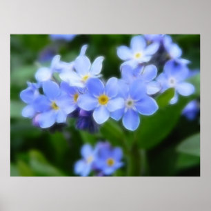 Affiches Sylvatica de Myosotis - myosotis des marais