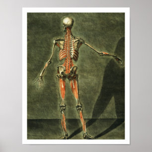 Affiches Système musculaire profond de l'arrière du corps,