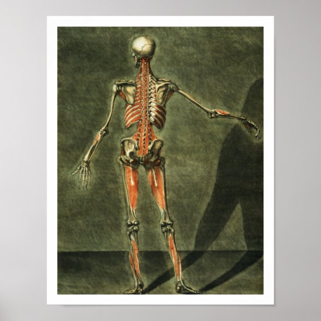 Affiches Système musculaire profond de l'arrière du corps,  (Devant)