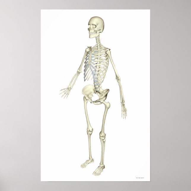 Affiches Système Skeletal (Devant)