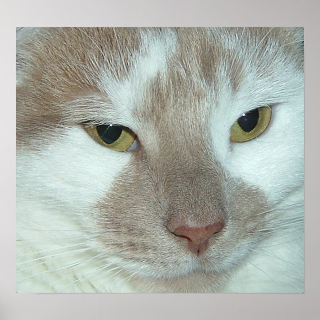 Affiches Tabby blanc et orange (Devant)