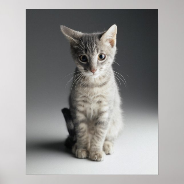 Affiches Tabby bleu Kitten (Devant)