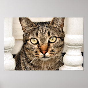 Affiches Tabby Cat