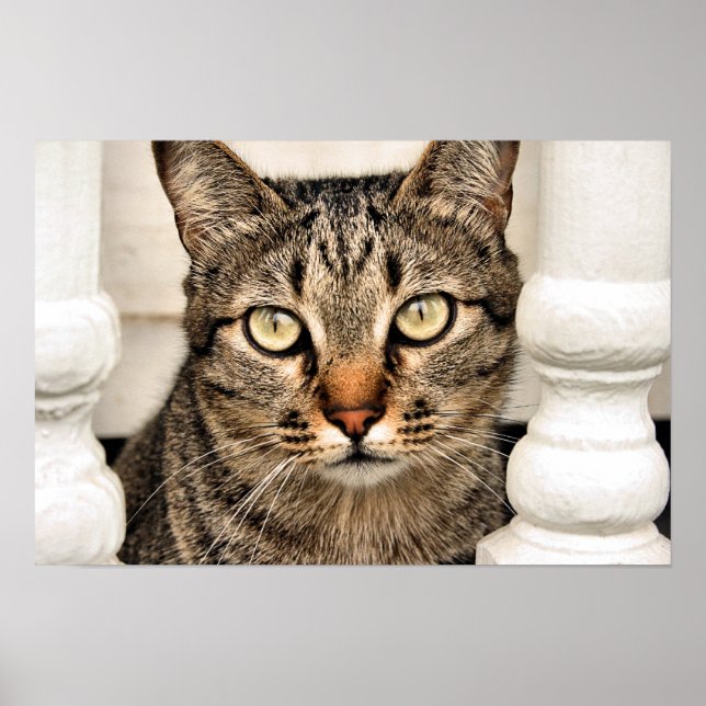 Affiches Tabby Cat (Devant)