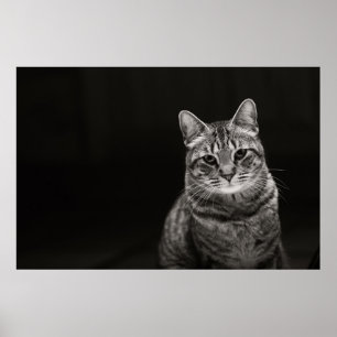 Affiches Tabby noir Kitten