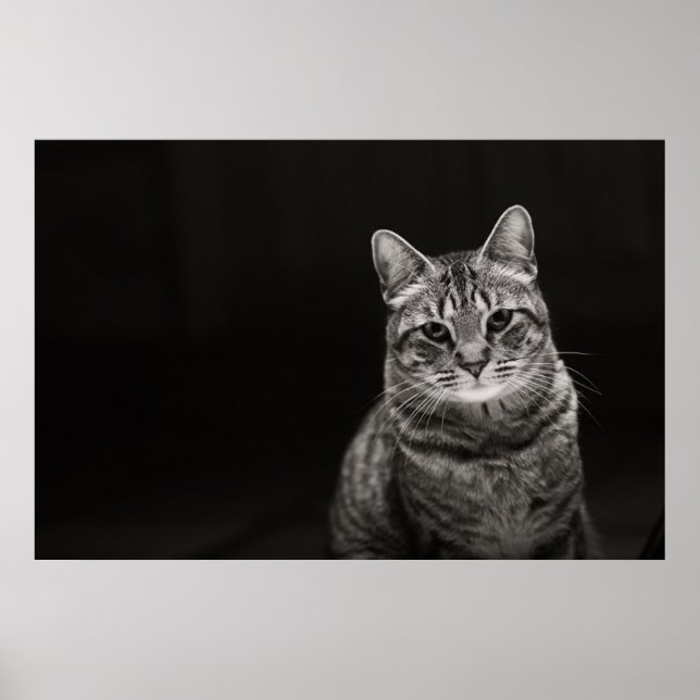 Affiches Tabby noir Kitten (Devant)