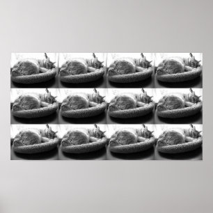 Affiches Tabby orange Chat/noir/blanc photo