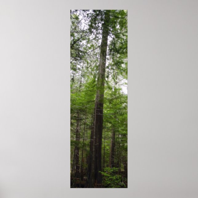 Affiches TALL TREE dans l'affiche d'art forestier (Devant)