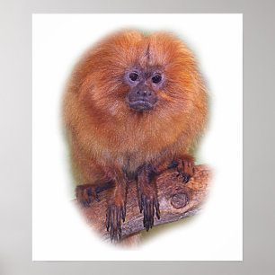 Affiches Tamarin d'or de lion, singe d'or Brésil d'ouistiti