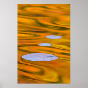 Affiches Tampon Lily sur l'eau orange, Canada