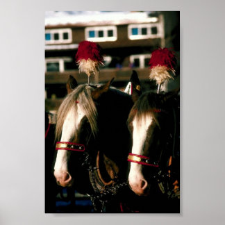 Affiches Tandem du Cheval