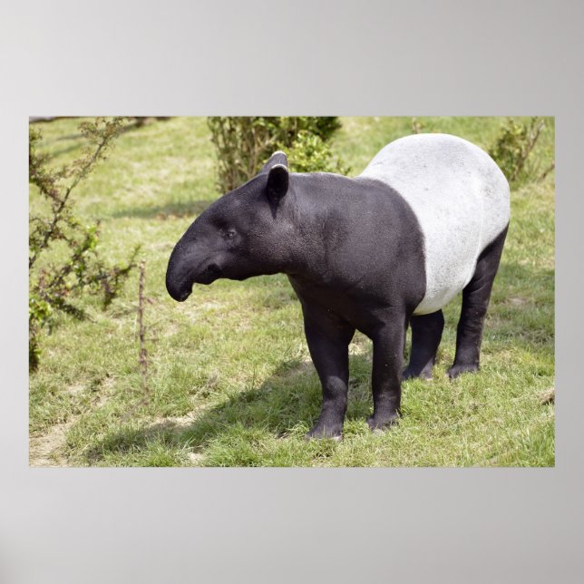 Affiches Tapir malais sur herbe (Devant)