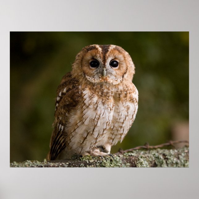 Affiches Tawny Owl (Devant)