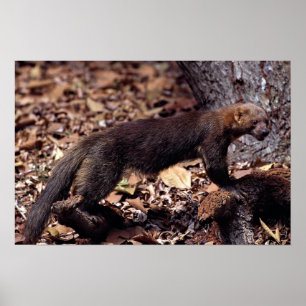 Affiches Tayra (Eira barbata)
