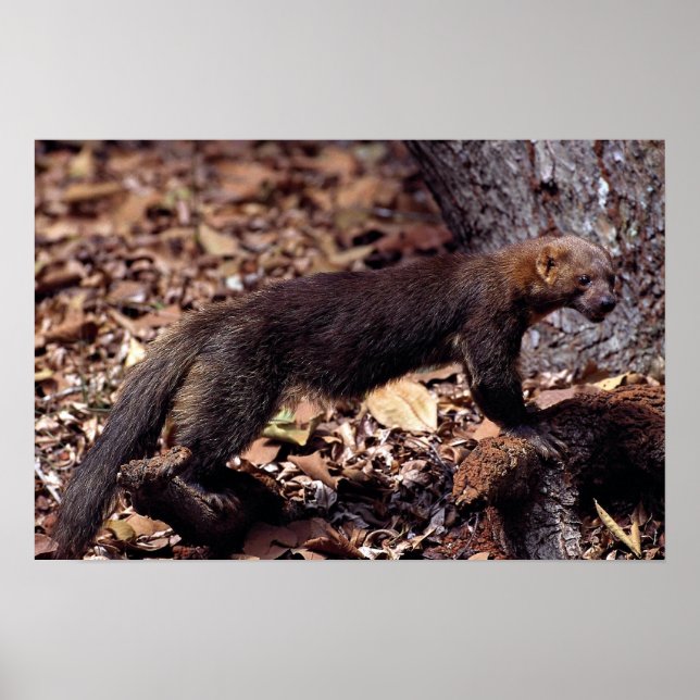 Affiches Tayra (Eira barbata) (Devant)