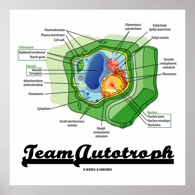 Affiches Team Autotroph (Plant Cell Biology) (Devant)